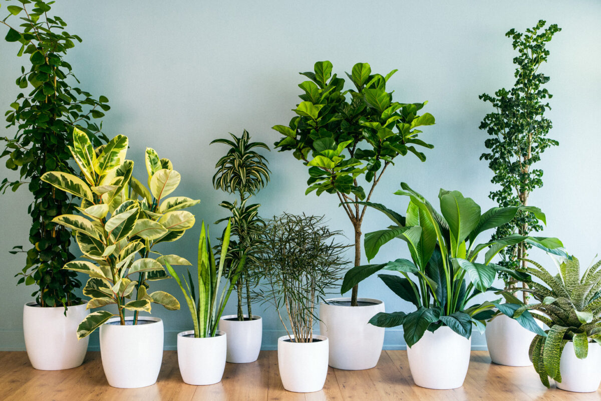 Decorate Your Home With Plants, According to Vastu