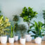 Decorate Your Home With Plants, According to Vastu