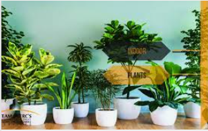 <strong>Buy Plants Online in Pakistan: A Complete Guide</strong>