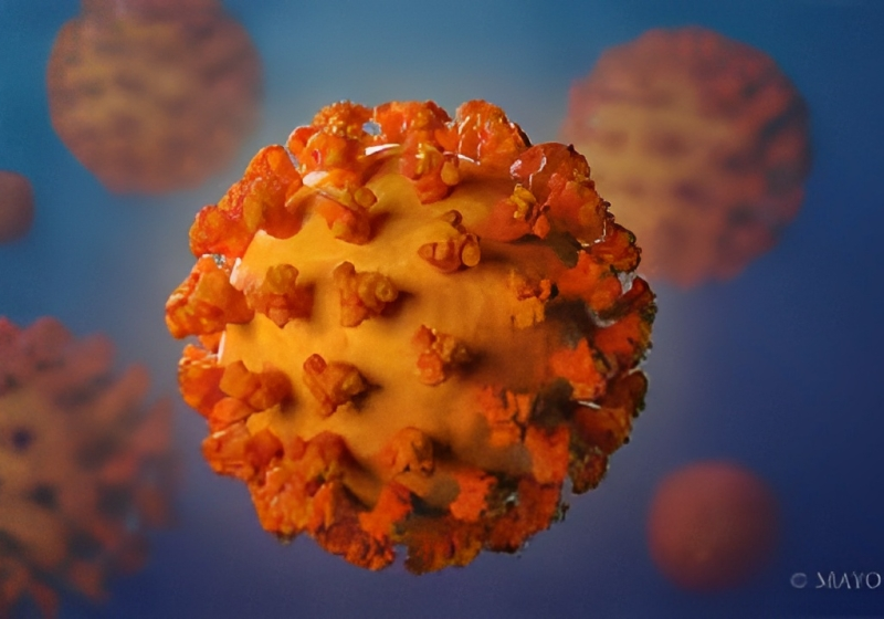 What Causes a Coronavirus?